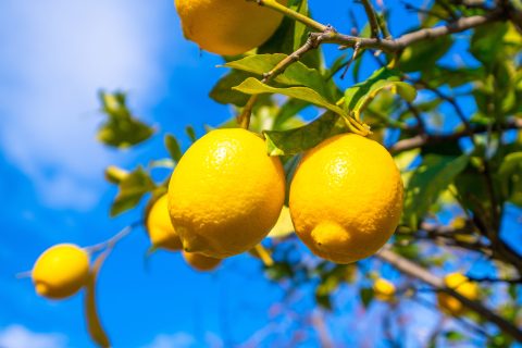 ノトスファーム／宮崎県西臼杵郡／農場・農家／レモン・米など