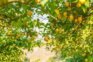 ノトスファーム／宮崎県西臼杵郡／農場・農家／レモン・米など